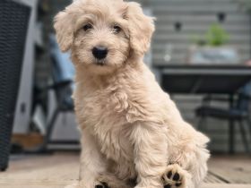 Goldendoodle