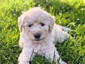 Goldendoodle Welpen F1b, medium, abgabebereit!