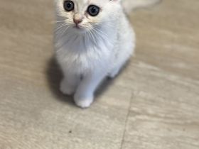 BKH Silver Shaded Kitten