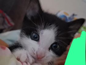 3 Babykatzen suchen ein liebevolles Zuhause