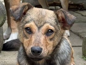 Flo, aufgeweckter, kleiner Kerl, der schon vorsichtiges Interesse am Menschen bekundet, 6M, 34 cm