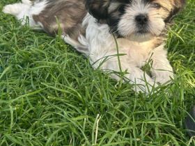 Shih Tzu / Chihuahua Mix Welpen