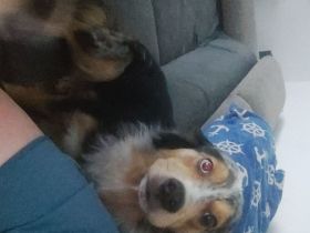 3 Hunde suchen ein neues Zuhause
