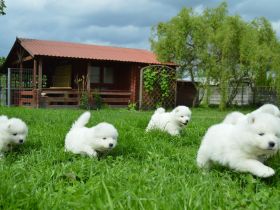Samojedenwelpen