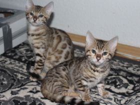 Wunderschöne reinrassige Bengal-Kitten suchen ein liebevolles Zuhause