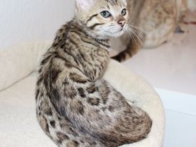 Wunderschöne reinrassige Bengal-Kitten suchen ein liebevolles Zuhause