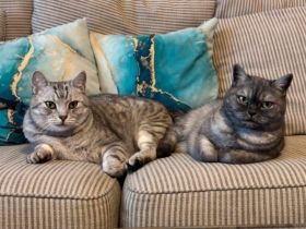 zwei Britisch kurzhaar katzen