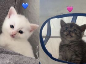Bkh kitten