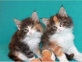 Norwegische Waldkatzen - Kitten