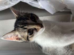Katze