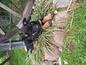 Australien Kelpie Mischling