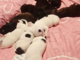 Liebevolle Rasselbande sucht ein Zuhause auf Lebenszeit ​13 zuckersüße Welpen cane corso mix