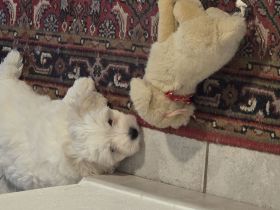 Malteser Welpen