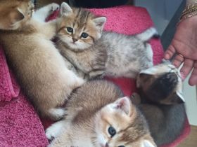BKH Kitten in seltenen Farben Black Golden Sahded suchen ein zu Hause