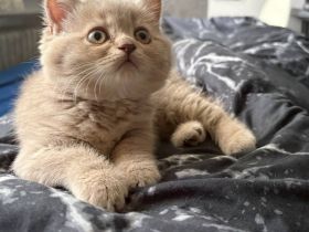 4BkH Kitten