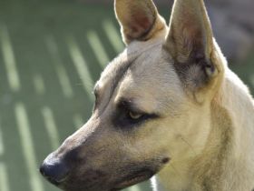 Xavio