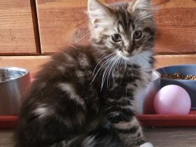 Maine Coon Kitten
