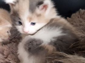 Maine Coon Kitten