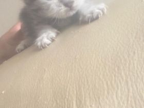 Baby katzen suchen ein Zuhause