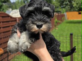 Zwergschnauzer Schwarz-Silber