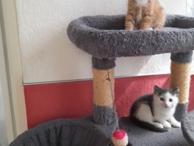 Kitten 9 Wochen alt