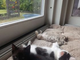 Baby Katzen suchen neues Zuhause