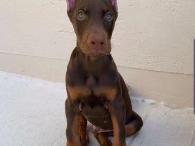 Elegante Dobermann-Hündin sucht ein liebevolles Zuhause.