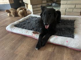 Grönländer Schäferhund sucht neues Zuhause