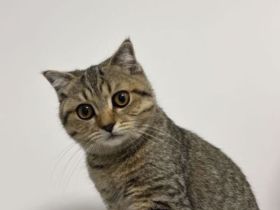 1 süße Kitten suchen ein liebevolles Zuhause 🐾