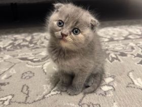 5 süße Kitten suchen ein liebevolles Zuhause 🐾