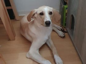 Benny (7 Monate) sucht sein Für-Immer-Zuhause