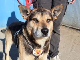 Sportlicher Schäferhund-Mix Robin sucht Zuhause