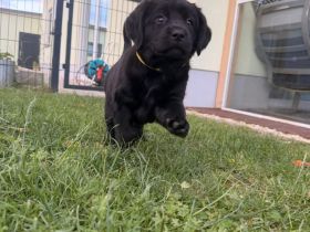 Labrador Welpen aus VDH/LCD Zucht - showlinie