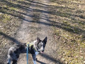 Hope sucht liebevolles neues zu Hause