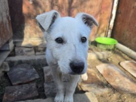 Wit - süßes Hundekind sucht Zuhause