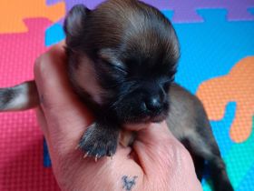 Unser kleines wunderschönes Chihuahua Mädchen