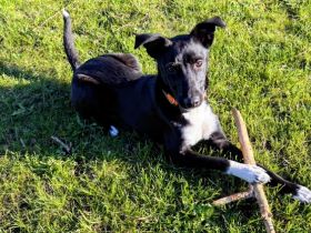Eddy sucht Familienanschluss