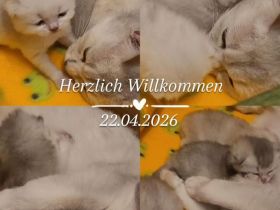 Süße BKH Kitten suchen ein neues Zuhause