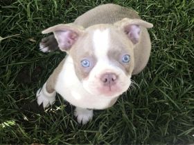 Olde Boston Terrier / Bulldog Welpen / Alternative zu französische Bulldogge