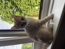 Britisch Kurzhaar Mix Kater