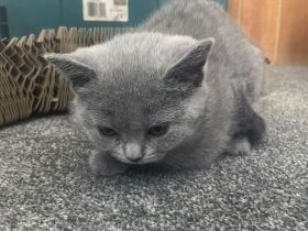 Britische Kurzhaar kitten