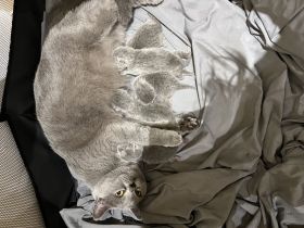 Britische Kurzhaar kitten