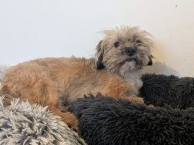 Herzenshund Tino
