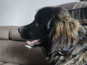 Zuhause gesucht für Cherry