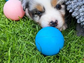 GP-Luettje-L'oog-Aussie,Bluebmerle Rüde/Welpe