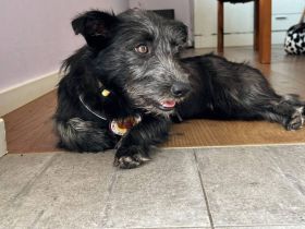 Naya - süßes Terrier-Mix-Mädchen