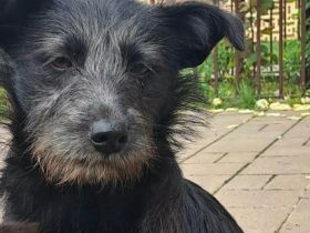 Naya - süßes Terrier-Mix-Mädchen