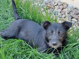 Naya - süßes Terrier-Mix-Mädchen