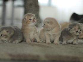 BKH Kitten Katze Britisch Blue Tortie Lilac Tabby