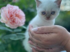 Britisch Kurzhaar kitte